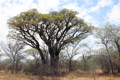 Mongongo Tree Aurum Africa