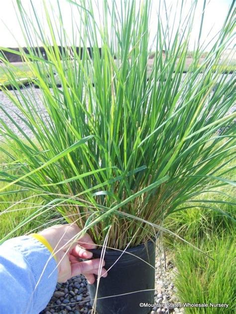 Calamagrostis X Acutiflora Karl Foerster Feather Reed Grass