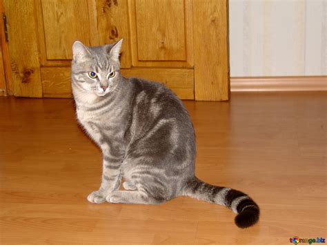 Domestic Cats Image Striped Smoky Cat Images Cat № 1044 Torangebiz