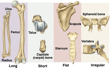 Flat Bone Images And Pictures Becuo