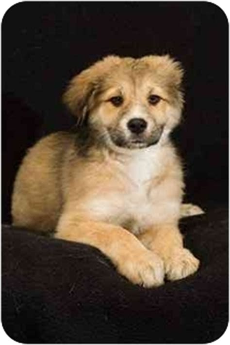 They will be vet checked. Zada | Adopted Puppy | Portland, OR | Golden Retriever ...