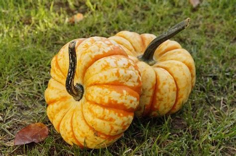 Kostenlose Foto Dekoration Orange Lebensmittel Produzieren Herbst