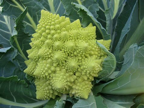 Flower Power Cauliflower Is The Next Kale National Garden Bureau