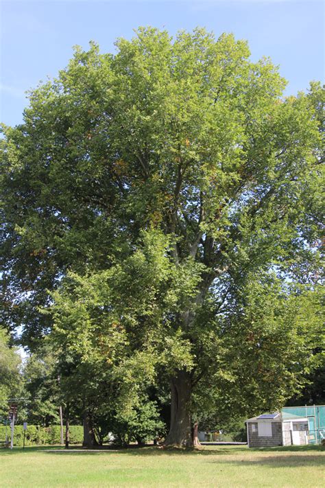 Tree Of The Month American Elm Shelter Island Friends Of Trees