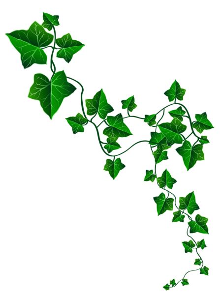 Vine Ivy Decoration Png Clipart Image Artofit