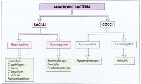 Anaerobic Bacteria Bacilli And Cocci Medical Laboratories