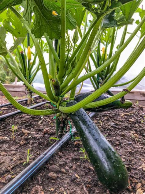 26 Growing Zucchini On A Trellis Domaci Design
