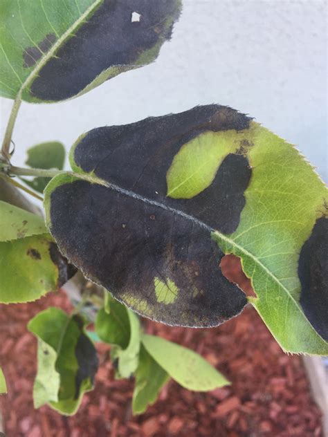 Zone 9b Asian Pear Leaves Turning Dark Is This Sun Burn Or Some