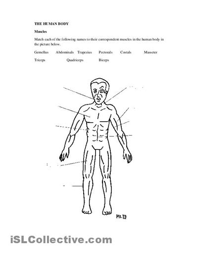 17 Best Images Of Human Muscle Worksheets Label Muscles Worksheet