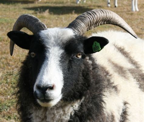 Jacob Sheep For Sale Tawny 17 Bear Creek Farm Purveyors Of All