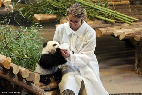 Toronto Zoo Begins Public Display Of Baby Giant Pandas