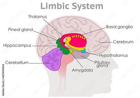 Obraz Limbic System Parts Anatomy Human Brain Cross Section