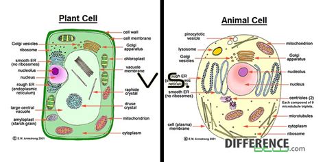 Plant cells have chloroplasts, but animal cells do not. Topic 1.2 Ultra-Structure of Cells - AMAZING WORLD OF ...