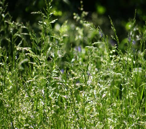 Tall Grass With Seeds Free Stock Photo Public Domain Pictures