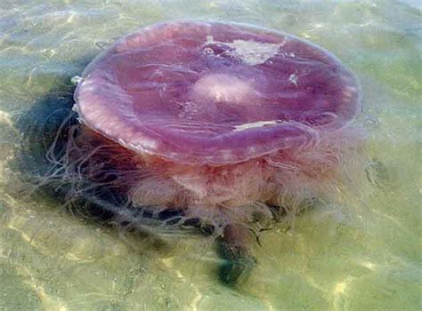 World Jellyfish Day 10 Different Types Of Jellyfish Ocean Scuba Dive
