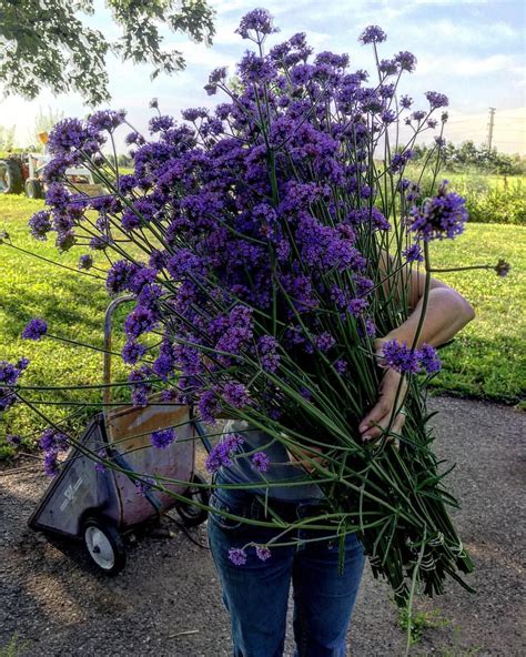 Gathering with bare hands or a hoe from sky blue flower. Pin on Blue Sky's Farm Flowers