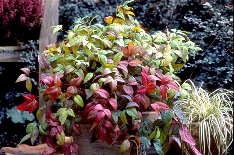 But as long as plants are growing strongly i wouldn't worry too much about the flowers. Plants for a north-facing border | Dry shade plants ...