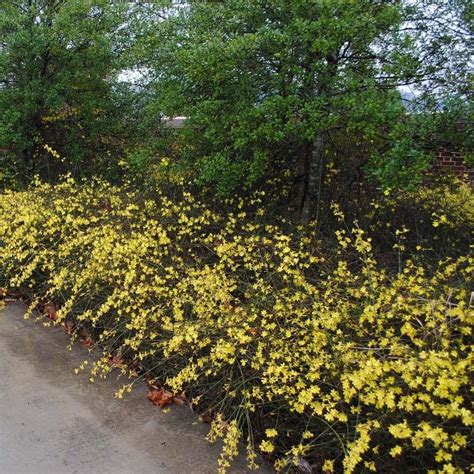 Winter Jasmine 3 Gallon Container Lots Of Plants In 2020 Plants