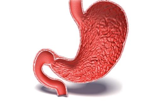 The Stomach Anatomy Functionality And Diseases Lecturio
