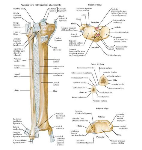 Fibula And Tibia Anatomy Anatomy
