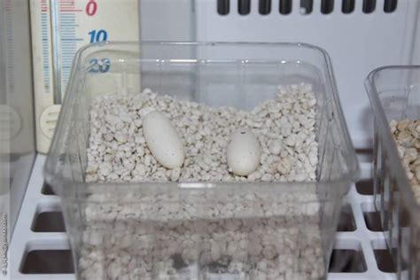 Leopard Gecko Breedinga Step By Step Guide By Reptiles Zilla Medium