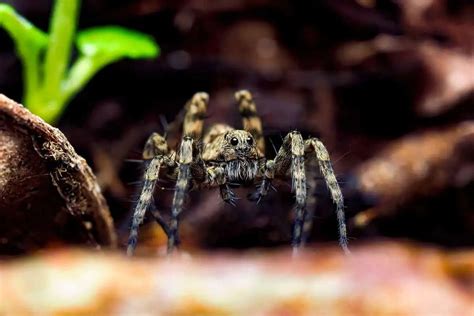 7 Common Spiders In Arizona Id Pictures Wildlife Informer