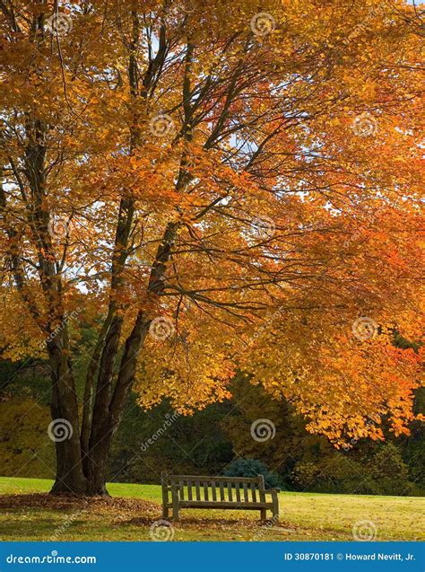 Fall Tree And Bench Stock Image Image Of October Landscape 30870181