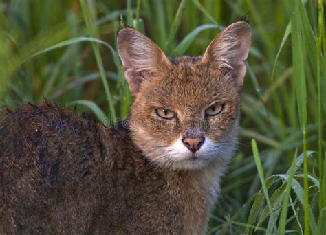 Wildcat Eye Contact Head To Head Captured Shot In Wildlife And Wetlands