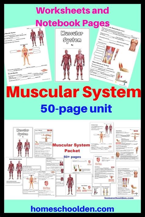 Get Human Anatomy Muscles Worksheets Pictures 1000diagrams