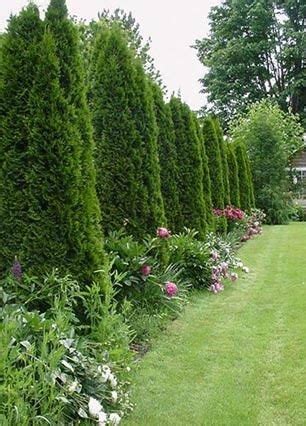 This tree has very dense foliage and can definitely act as a fence to protect your home's privacy. 15 Living Privacy Fences