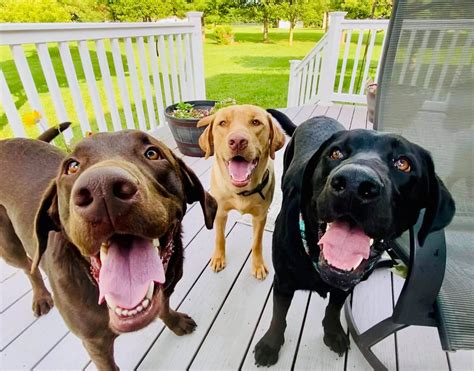 What Color Labrador Is Best A Guide To 3 Main Lab Colors Labrador Wise