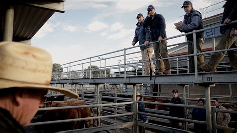 McKean McGregor Livestock - Cattle Market Report - August 5, 2019 
