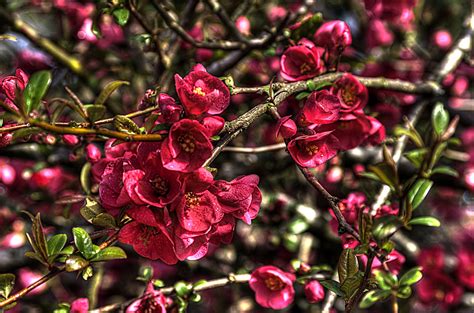 No matter where you plant, it thrives. Thom Zehrfeld Photography : Flowering Quince