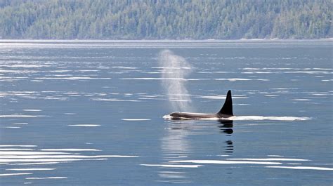 The 5 Best Whale Watching Spots In Washington