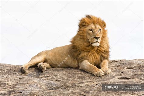 Lion Resting On Rock Boulder In Tanzania — Big Cat Safari Stock