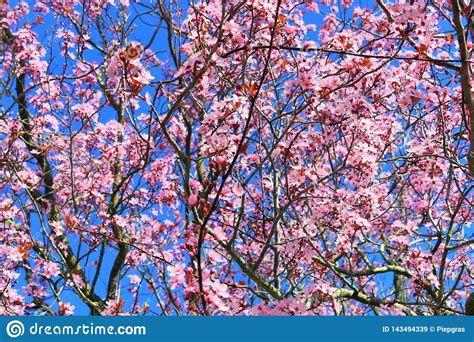 Beautiful Blooming Plum Tree In Spring Full Of Pink Blossoms Stock