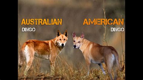 Australian Dingo Vs American Dingo Youtube