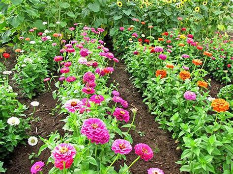 Tips For Growing And Caring For Zinnia Plants