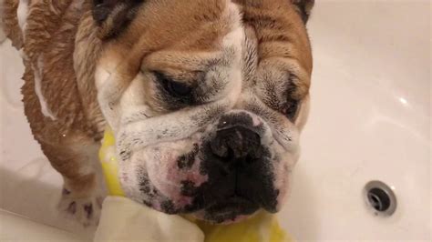 English Bulldog Treating Skin Infection Part1 Youtube