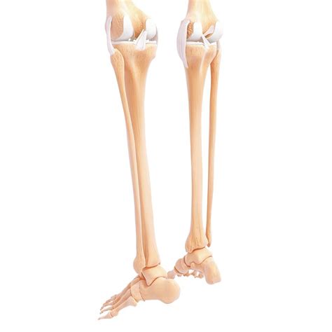 Human Leg Bones Photograph By Pixologicstudioscience Photo Library