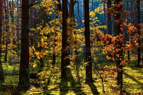 Autumn Colorful Landscape Of Mixed Forest Thicket With Scots Pine Trees