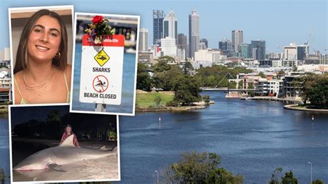 shark barrier plans for perth s swan river after stella berry s death perthnow