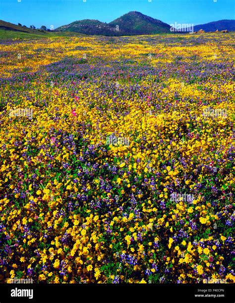 Usa California Cuyamaca Rancho State Park Vibrant Wildflowers Bloom