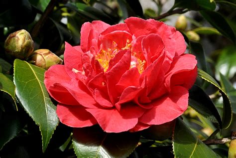 Red Gardenia Seen While Visiting The Carmel Mission Carme Flickr