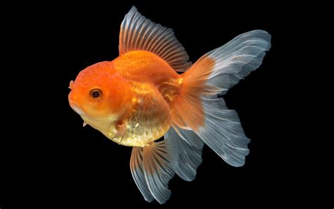Pregnant Goldfish Is Your Fish Going To Lay Eggs Aquariumnexus