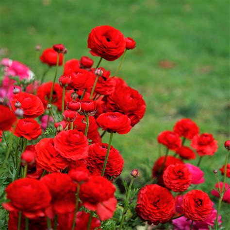 Specific conditions can either trigger them to grow on to become blooms or cause them to be damaged and worthless. Red Ranunculus Bulbs for Sale - Easy To Grow Bulbs