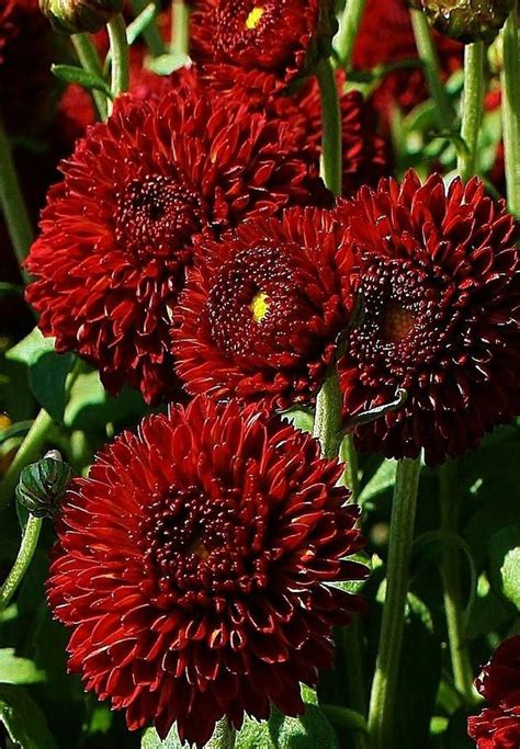 Pin By Cardiologistsdaysdietga On Wedding Bouquet Chrysanthemum