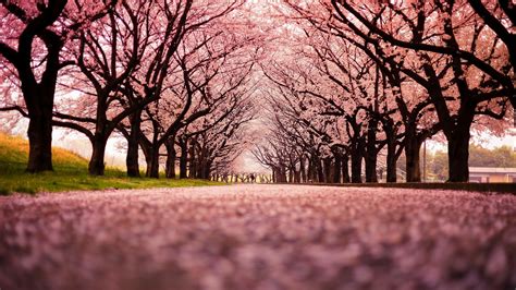 Worms Eye View Of Pink Blossom Trees Hd Nature Wallpapers Hd
