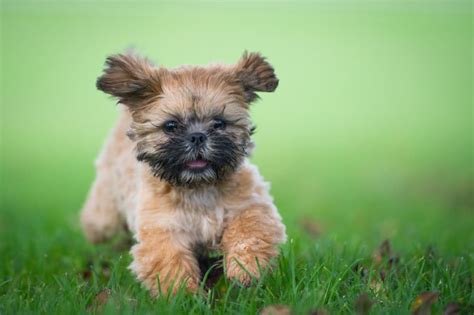 The Best And Worst Small Dog Breeds For Kids Cool