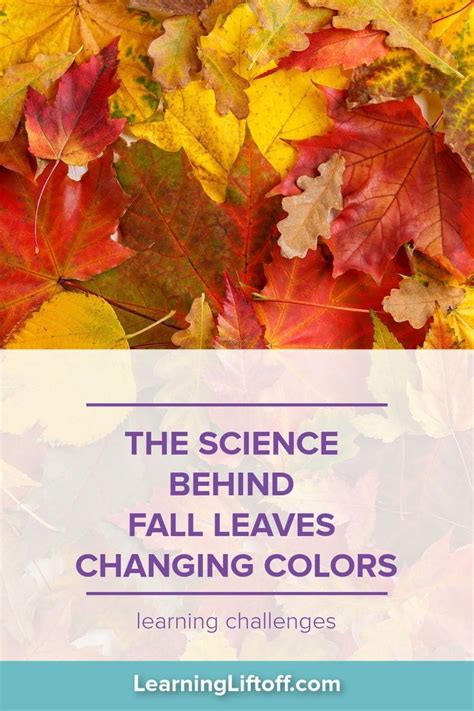 The Science Behind Fall Leaves Changing Colors Learning Liftoff In